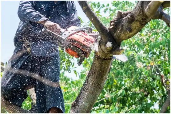 tree services Black Creek